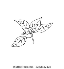 Hand drawn basil leaves. Vector illustration in doodle style isolated on white background