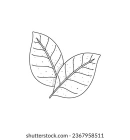 Hand drawn basil leaves. Vector illustration in doodle style isolated on white background