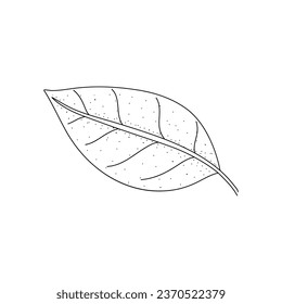 Hand drawn basil leaves. Vector illustration in doodle style isolated on white background