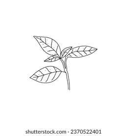 Hand drawn basil leaves. Vector illustration in doodle style isolated on white background