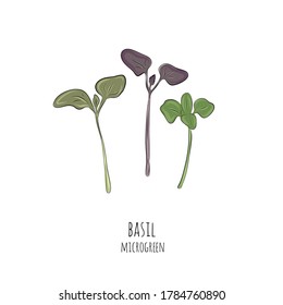 Hand drawn basil micro greens. Vector illustration in sketch style isolated on white background.