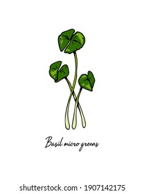 Hand drawn basil micro greens. Vector illustration in colored sketch style isolated on white background