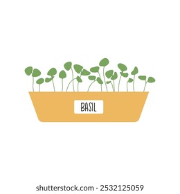 Hand drawn basil microgreens in a pot in simple style. Minimalist plant, perfect for organic labels
