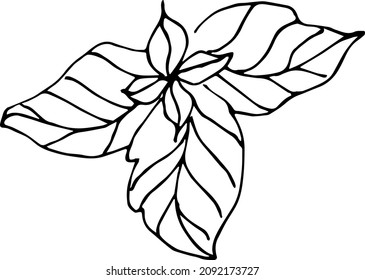 Hand drawn Basil vector on a white background