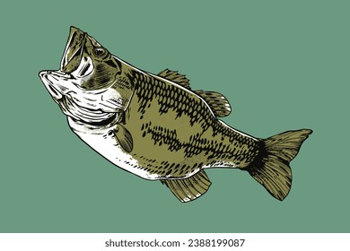 hand drawn bass fish for any graphic purpose you need