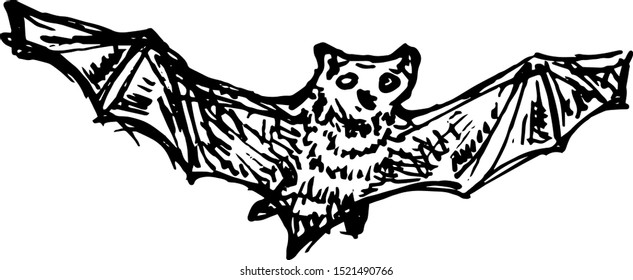 Hand Drawn bat doodle. Sketch style icon. Decoration element. Isolated on white background. Flat design. Vector illustration.