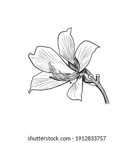 Hand Drawn Bauhinia flowers Black and white drawing with line-art on white backgrounds.
