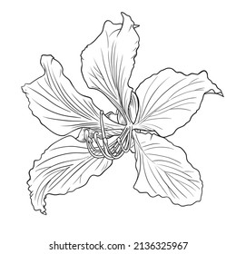  Hand drawn Bauhinia purpurea flower. Vector illustration. Isolated illustration element. 