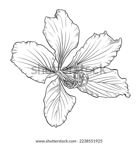  Hand drawn Bauhinia purpurea flower. Vector illustration. Isolated illustration element. 