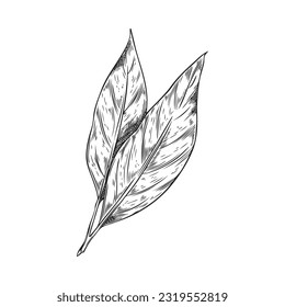 Hand drawn bay leaf plant, monochrome sketch vector illustration isolated on white background. Bay laurel leaves with engraving texture. Aromatic herb for cooking and food seasoning. svg