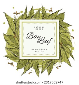 Hand drawn bay leaf in sketch style, poster or banner with text, vector illustration on white. Natural herb colorful drawing with engraving texture. Aromatic spice for seasoning and cooking.