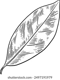 Hand drawn Bay Leaf Sketch Illustration