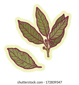 Hand drawn bay leaves cartoon vector.