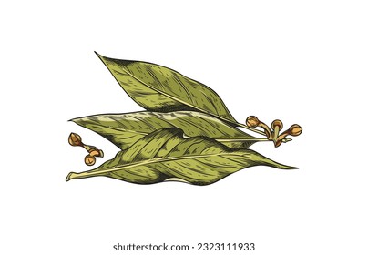 Hand drawn bay leaves in colored sketch style, vector illustration isolated on white background. Laurel leaves drawing with engraving. Green plant herb for cooking.