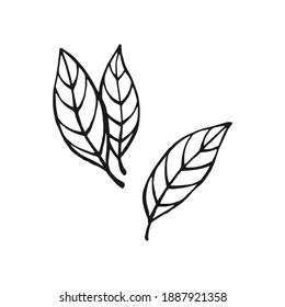 Hand drawn bay leaves. Design elements isolated on white. Cooking icons. Vector illustration. svg