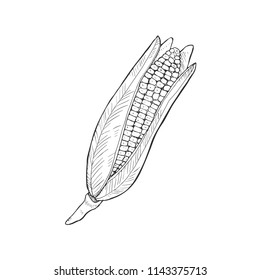 Hand drawn bbq corn isolated on white background. Vector illustration.
