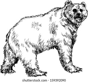 Hand Drawn Bear