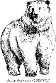 hand drawn bear