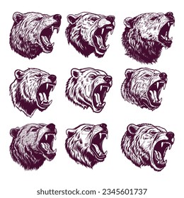 hand drawn bear head. realistic drawing vector illustration