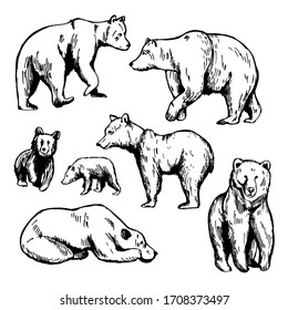 Hand drawn bear on white background. Vector sketch illustration.