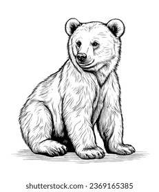 Hand drawn bear. Retro realistic animal isolated. Vintage style. Doodle line graphic design.