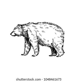 Hand drawn bear. Sketch, vector illustration.