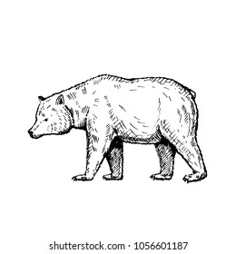 Hand drawn bear. Sketch, vector illustration.