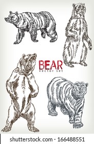 hand drawn bear vector set