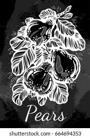 Hand drawn beautiful artwork of pears surrounded by foliage. Beautifully detailed vector illustration in linear style. Organic, market, shop, fruit symbols, eco. Vegetarian/vegans lifestyle.