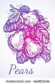 Hand drawn beautiful artwork of pears surrounded by foliage. Beautifully detailed vector illustration in linear style. Organic, market, shop, fruit symbols, eco. Vegetarian/vegans lifestyle.