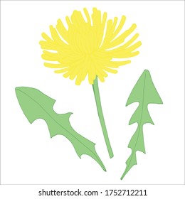 Hand drawn beautiful Dandelion. 
