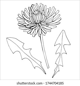 La mano dibujó a la hermosa Dandelion. Leaner