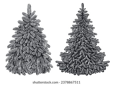 Hand drawn beautiful evergreen fir tree in vintage engraving style. Sketch vector illustration