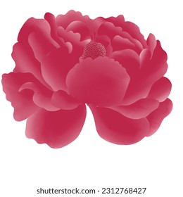 hand drawn beautiful flower illustration