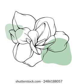 Hand drawn beautiful flower on white background 4