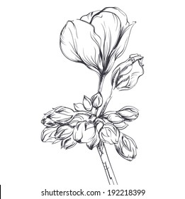 hand drawn beautiful geranium flower