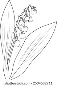 Hand drawn beautiful ilily of the valley flower bouquets, iris flower line drawing. lily of the valley vector art, lily of the flower drawing