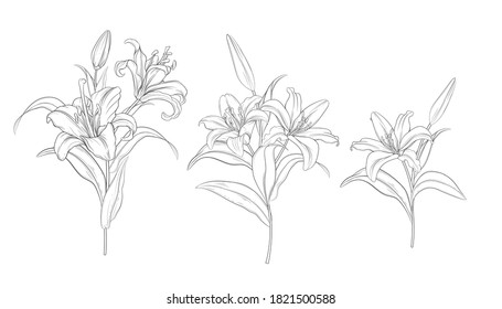 hand drawn beautiful  lily bouquets 