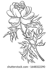 Hand drawn beautiful monochrome rose isolated on background. Element for  special your day, wedding, birthday, Valentine's day, blogs, prints. Hand drawn vector illustration. 