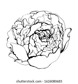 Hand drawn beautiful peony.