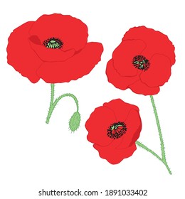 Hand drawn beautiful Poppies. Leaner