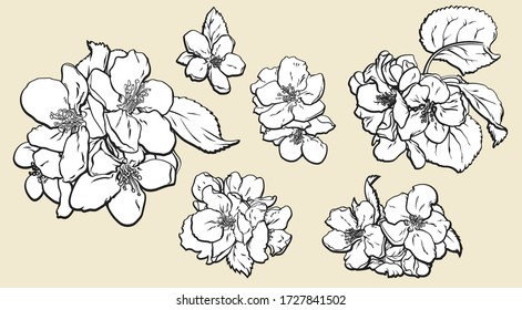 Hand drawn beautiful set of different white apple flowers