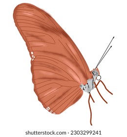 hand drawn beautifull butterfly illustration