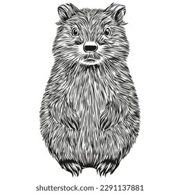 Hand drawn beaver on a white background, beavers
