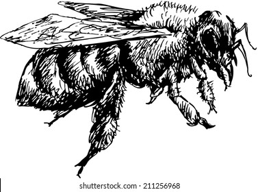 hand drawn bee