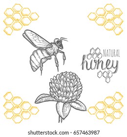 Hand drawn bee and clover over white background. Vector illustration