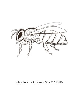 Hand drawn bee isolated on white background. Vector illustration