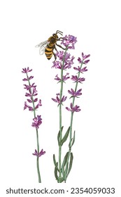 Hand drawn bee pollinating lavender flowers