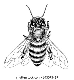 Hand drawn bee sketch in black and white vector illustration.