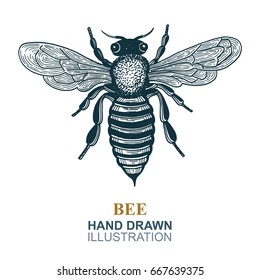 Hand drawn bee vector illustration.
Honey Bee logo or emblem graphic doodle design.